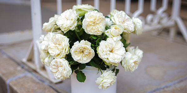 The new variety Wits rose is characterised by dense formation of firm petals that give the open blooms strength to withstand wind and rain and is disease resistant